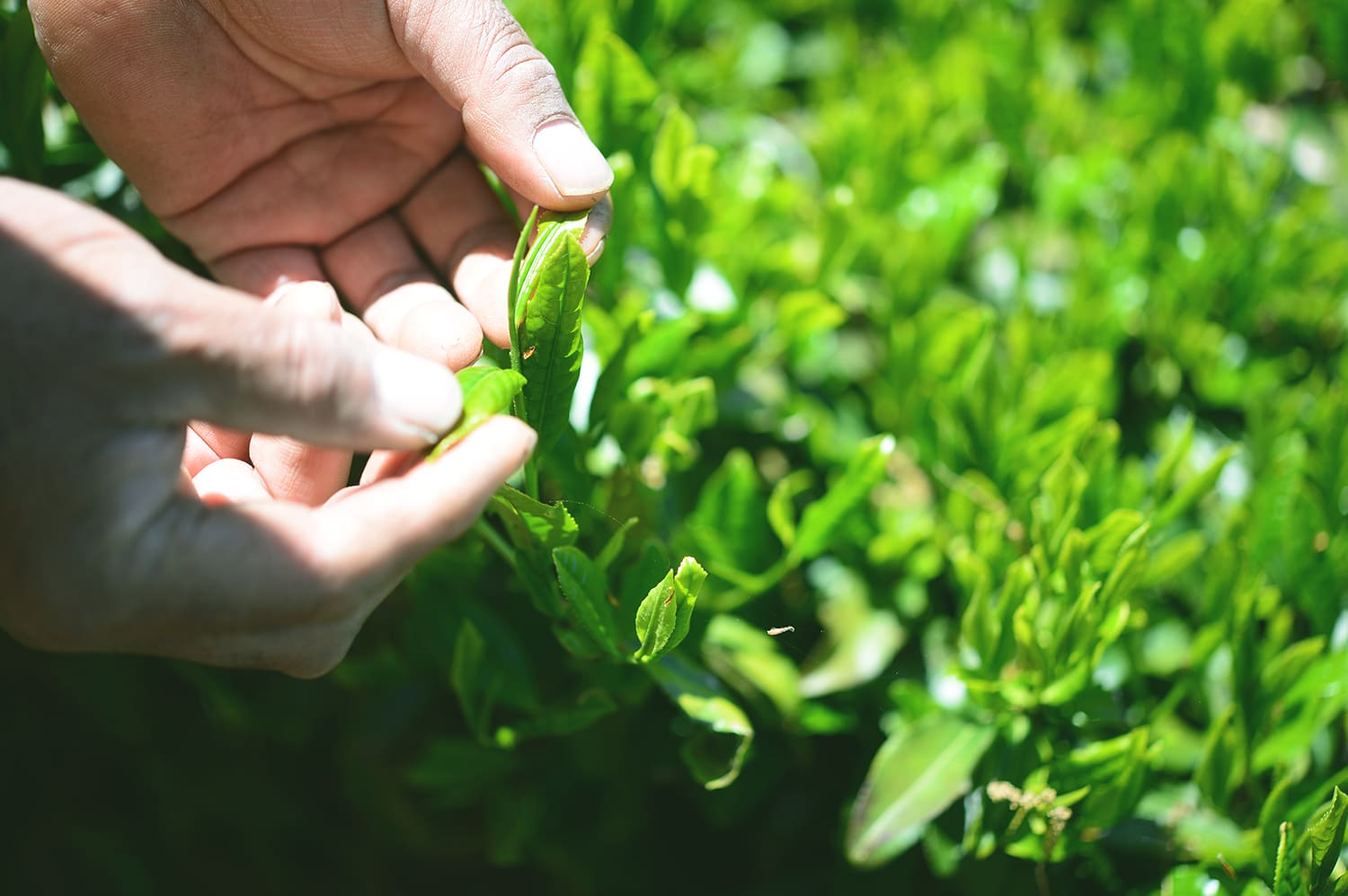 観光ブランディング